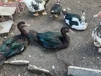 Turkeys — Foto 1