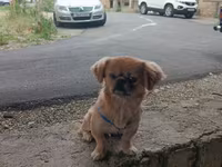 Cins: Pekinges (Pekingese) Rəng: açıq qəhvəyi/qızılı Cinsiyyəti: erkək — फ़ोटो 4