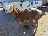 Qoç, Arashan sheep — foto 2
