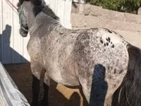 घोड़ा, Appaloosa — फ़ोटो 2