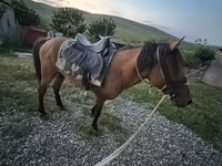 At, Azerbaijan horse — foto 4