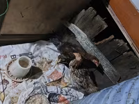 Chickens — photo 2