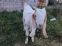Cabro, Gulabi goats — foto 1