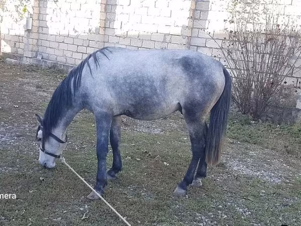 马匹（批次，未指定性别）, Horses — 阿塞拜疆
