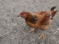 Chickens — الصورة 1