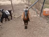 Kozioł, Nubian Goat — zdjęcie 2