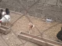 Chickens — foto 1
