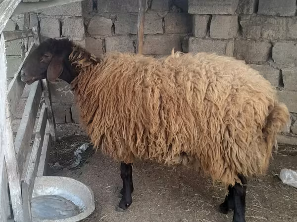 Carnero, Ovejas — Azerbaiyán