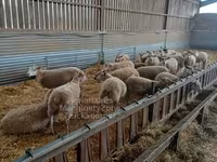 Oveja, Rouge de l’Ouest sheep — foto 1