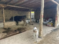 Cow, Swiss cattle — photo 1