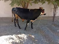 Buğa, Russian Black pied cattle — foto 6