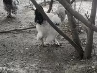 Dominante — foto 1