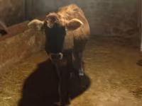 İnək, Azərbaycan zebu — foto 5