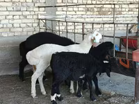 كبش, الأغنام — الصورة 1