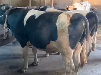 Bull, Holstein breed — photo 2