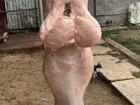Qoç, Qoyunlar — foto 5