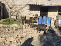 公羊, Sheep — 照片 5