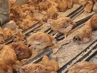 Chickens — Foto 8