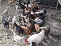 Chickens — الصورة 3