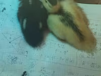 Ducks — foto 2