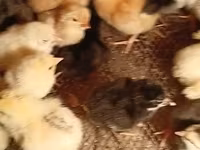 Chickens — photo 5