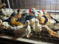 Chickens — foto 3