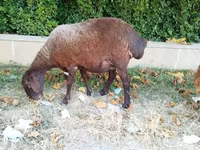 Sheep, Sheep — photo 1