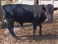 Bulle, Aberdeen-Angus — Foto 2