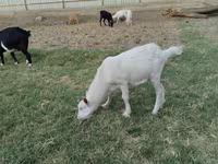 Cabro, Cabras — foto 2