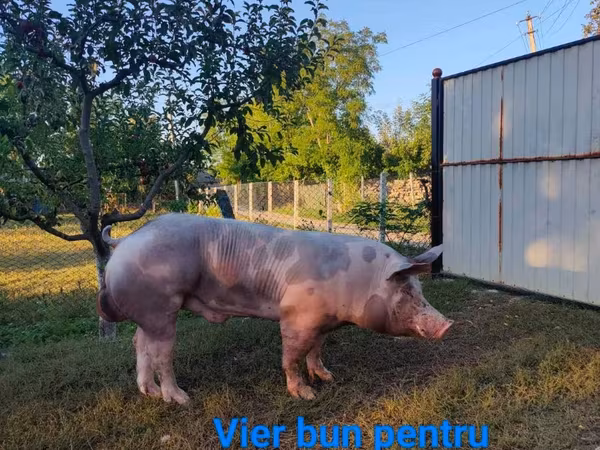 Kanec, Prasata
