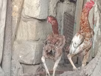Chickens — foto 1