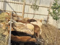 Qoyun, Qoyunlar — foto 6