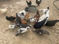 Chickens — photo 4