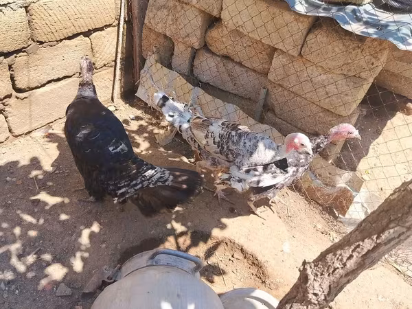 Broad Breasted White — Azerbaijan