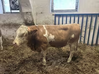 Bull, Simmental cattle — photo 1