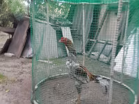 Chickens — 照片 2