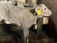 بقرة, Charolais cattle — الصورة 1