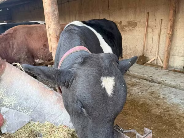 Bovinos (lote, sexo não especificado), Russian Black pied cattle