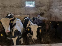 सांड, Russian Black pied cattle — फ़ोटो 6