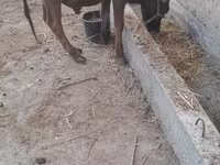 牛只（批次，未指定性别）, Cattle — 照片 4