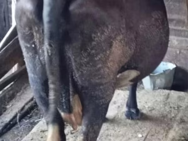 İnək, Mal-qara