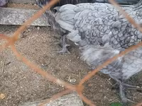 Chickens — foto 1