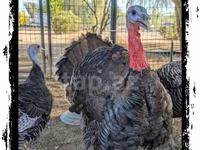 Turkeys — photo 5