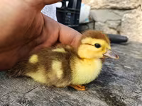 Ducks — الصورة 1