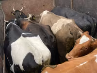 Buğa, Russian Black pied cattle — foto 2