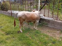 Buğa, Mal-qara — foto 2