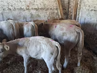 Býk, Charolais cattle — foto 5
