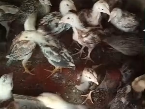 Chickens — Azerbaijan