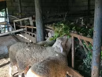 Ram, Baerchuke sheep — photo 4
