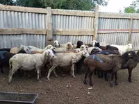 Qoç, Qoyunlar — foto 1